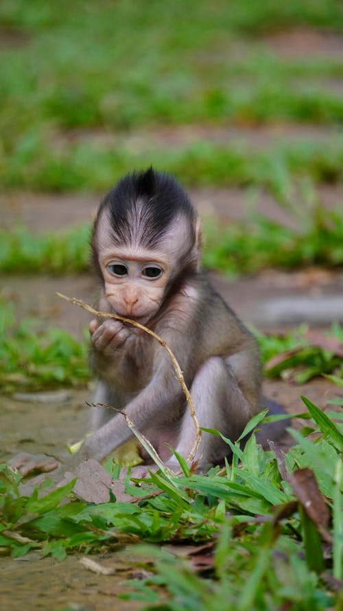 Close up of Baby Monkey