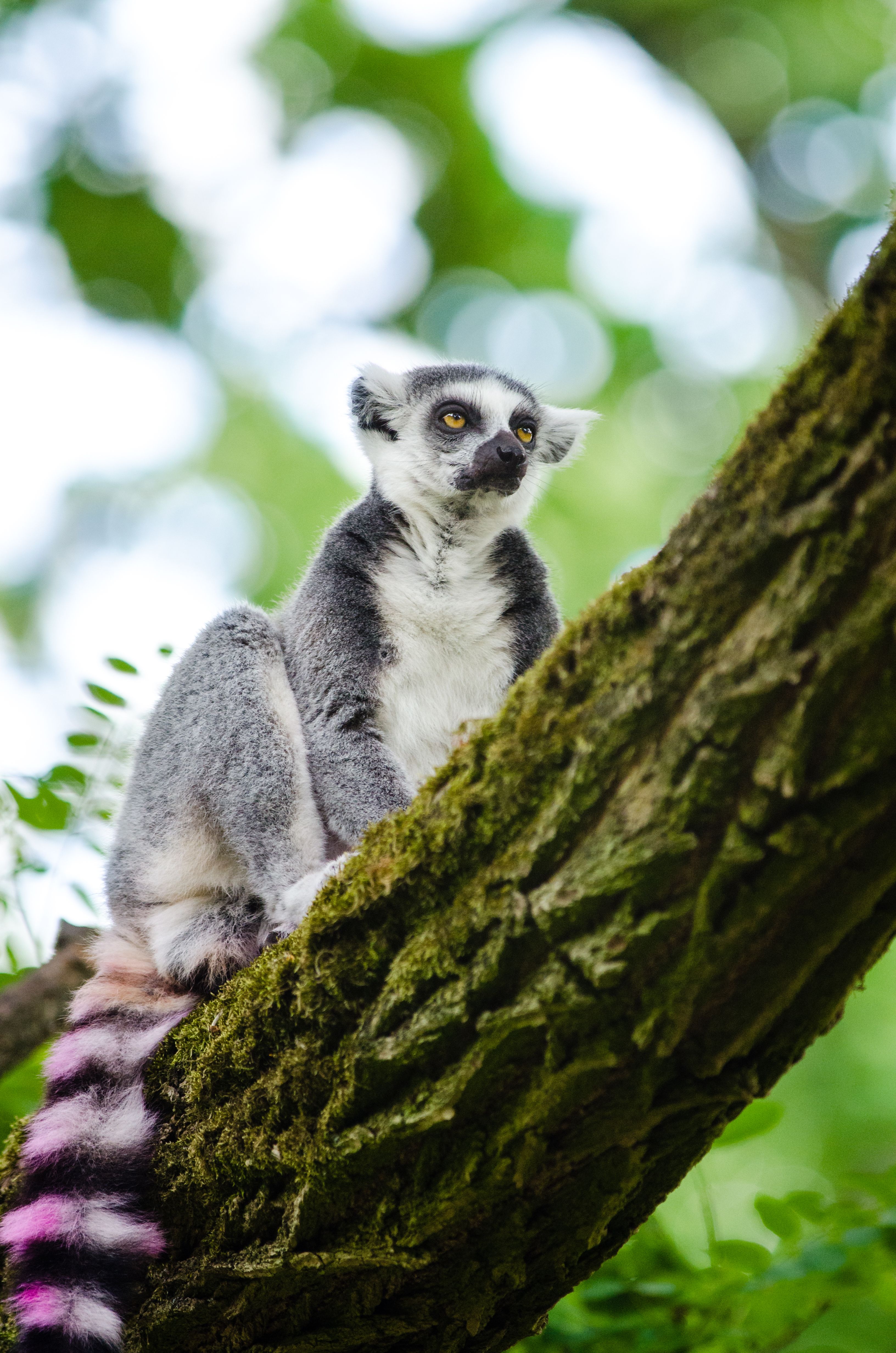 Zoo de Johor à Johor Bahru