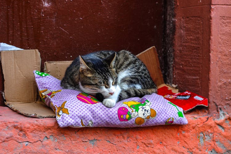 Photo Of A Sleeping Cat