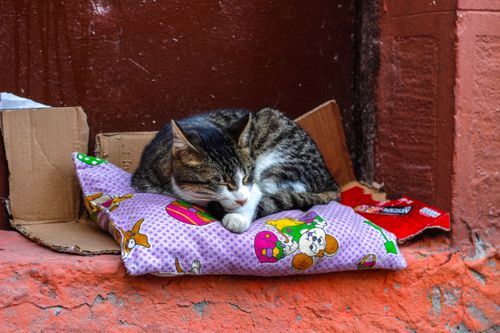 Free Adorable cat peacefully sleeping on a colorful pillow in Istanbul. Stock Photo
