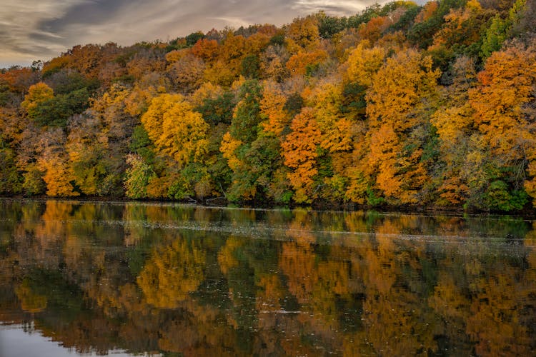 An Autumn Trees Near The Lake