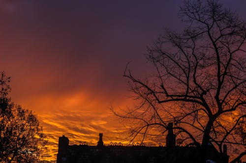 Základová fotografie zdarma na téma holý strom, příroda, scénický výhled