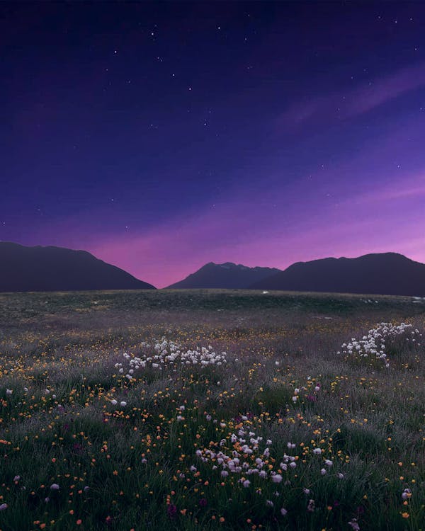Purple Sky over Meadow with Flowers at Night