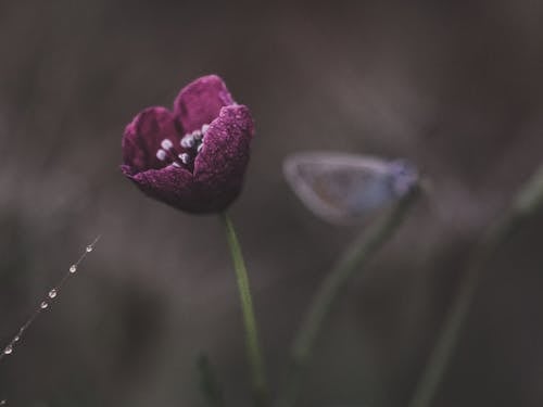 Fotos de stock gratuitas de anémona, de cerca, flor lila