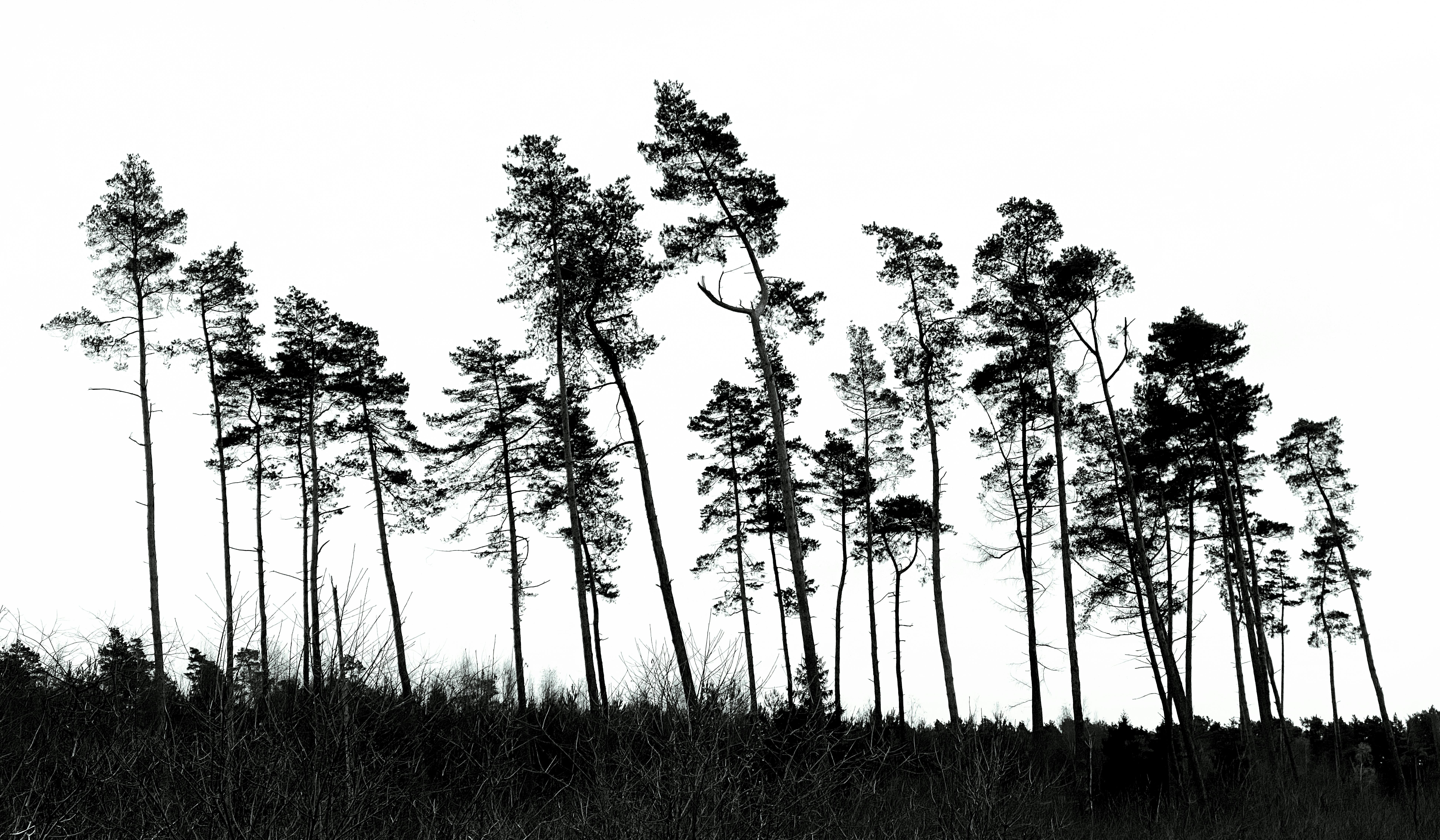 Black and white silhouette of trees against the sky in Oerlinghausen, Germany. Captivating nature scene.