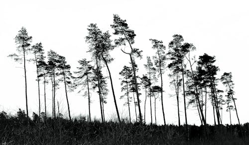 Immagine gratuita di alberi, bianco e nero, cielo