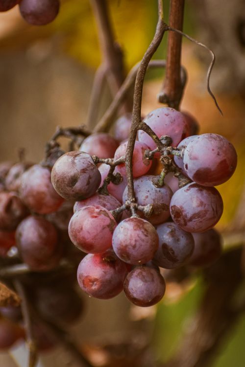Free Close-up view of ripe purple grapes hanging on the vine, ideal for food and wine imagery. Stock Photo