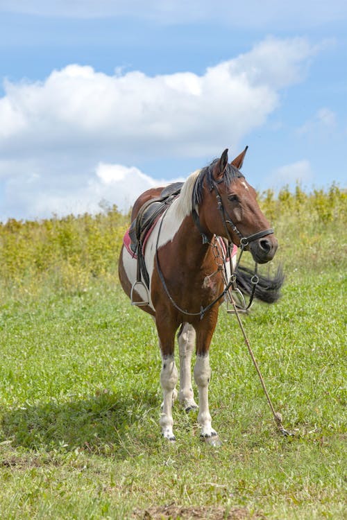 Imagine de stoc gratuită din animal, cabalin, câmp înverzit