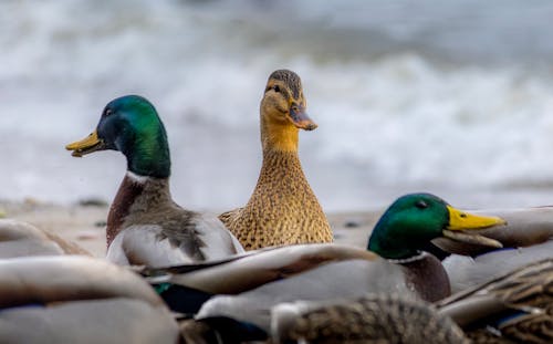 Free Ducks Near Body of Water Stock Photo