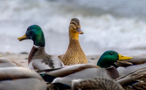Free Close-up view of colorful mallard ducks resting on the shore, showcasing vivid feathers. Stock Photo