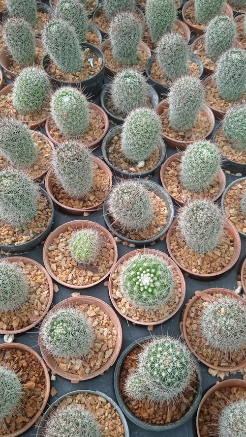 Photograph of Pots with Cacti