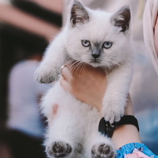 A litter of Ragdoll kittens relaxed and confident around people in a family home