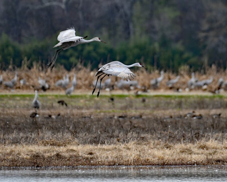 Flying Sandhill Cranes 