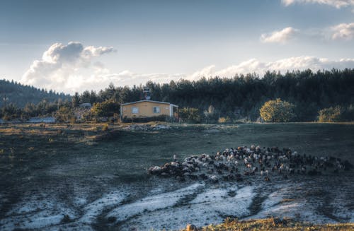 Imagine de stoc gratuită din activități agricole, animale domestice, la țară