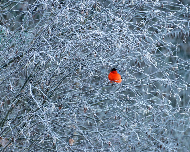 A Eurasian Bullfinch Perched On A Frosted Branch 