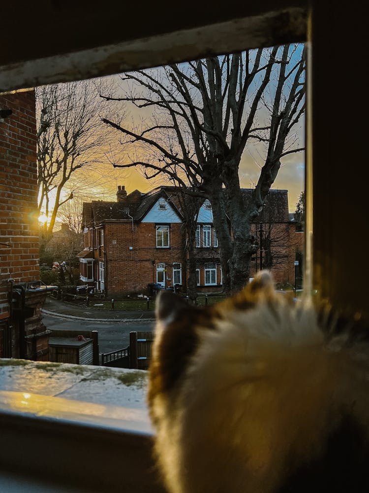 Dog Looking Out The Window 