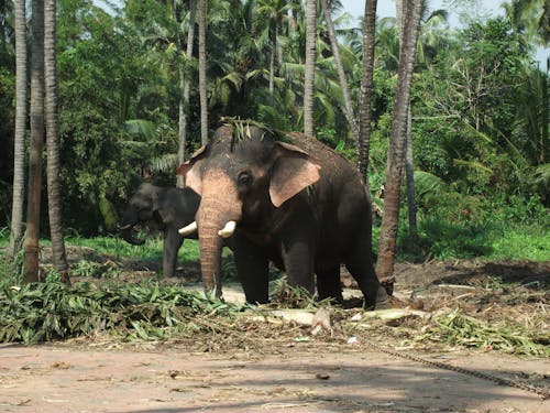 Elephants in the Forest
