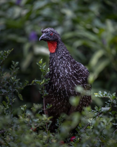 Portrait of Bird