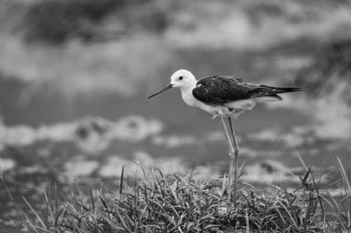 Free Elegant Black-winged Stilt captured in serene black and white, near water. Stock Photo
