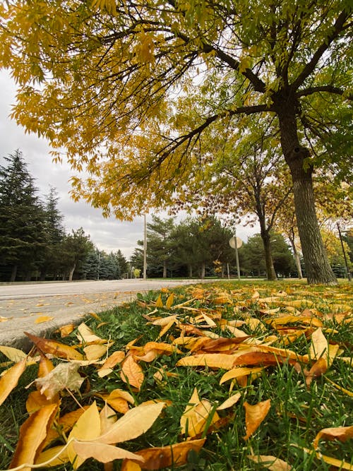Foto stok gratis atmosfera de outono, daun, daun coklat