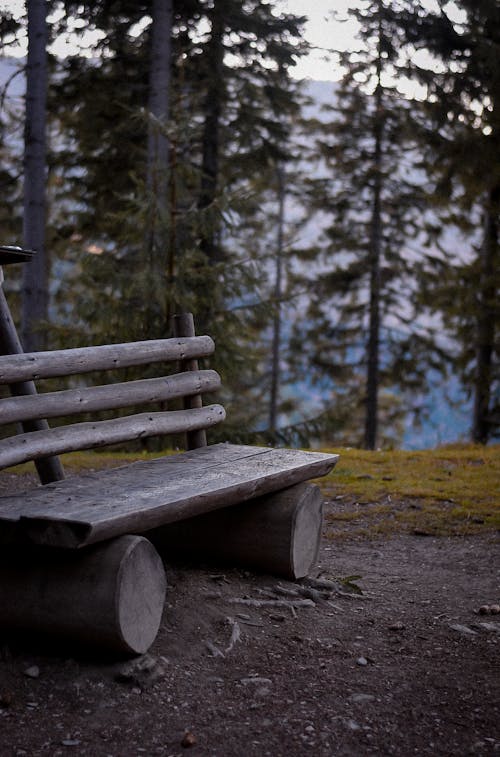 Wooden Bench in Forest