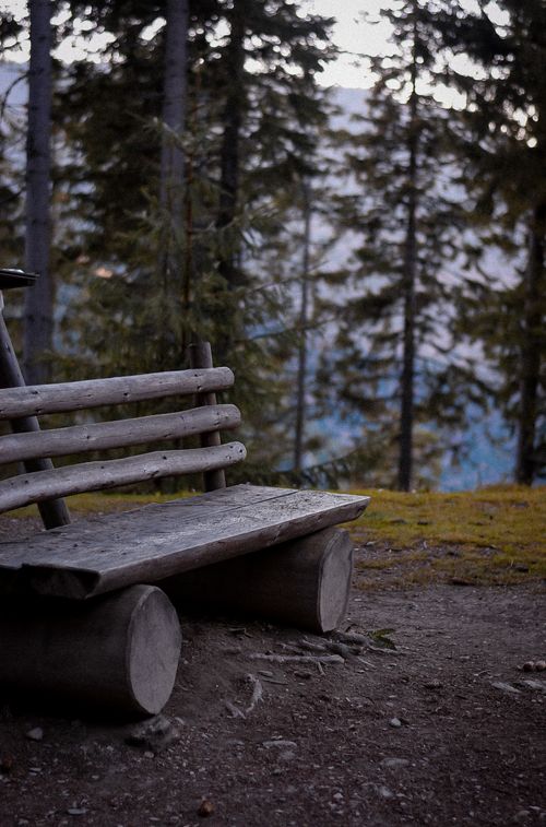 Free A rustic wooden bench nestled in a tranquil forest, offering a peaceful retreat in nature. Stock Photo
