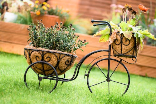 Free stock photo of bicycle, bicycle frame, flower pot