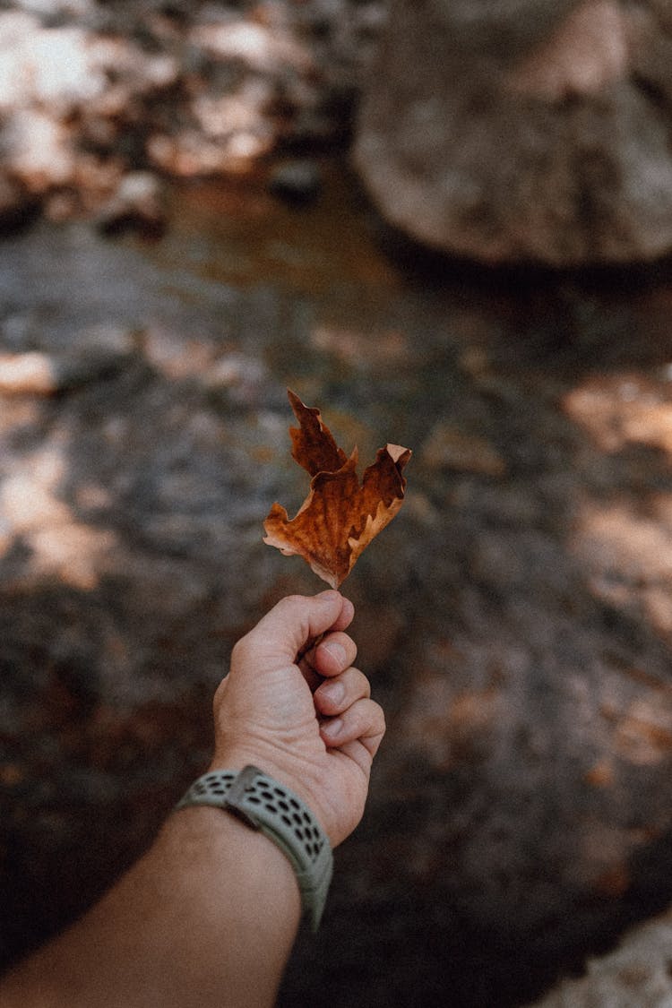 Person Holding A Brown Wilted Leaf