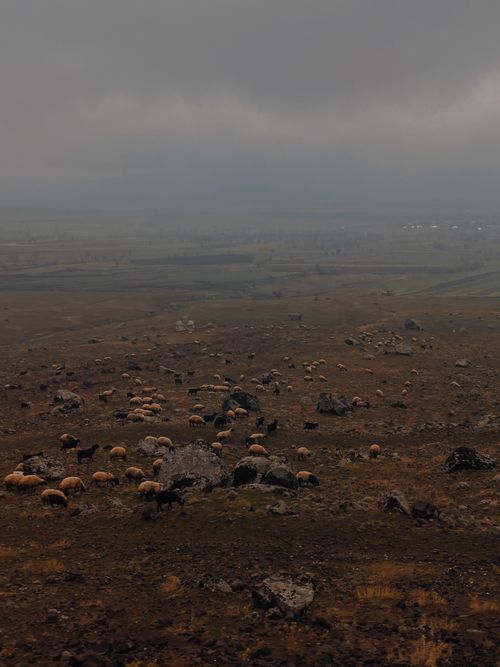 Free Aerial view of a flock of sheep grazing in a rustic landscape outside Van, Turkey. Stock Photo