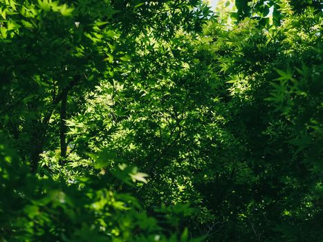 Vibrant green foliage and sunlight creating a serene forest atmosphere.