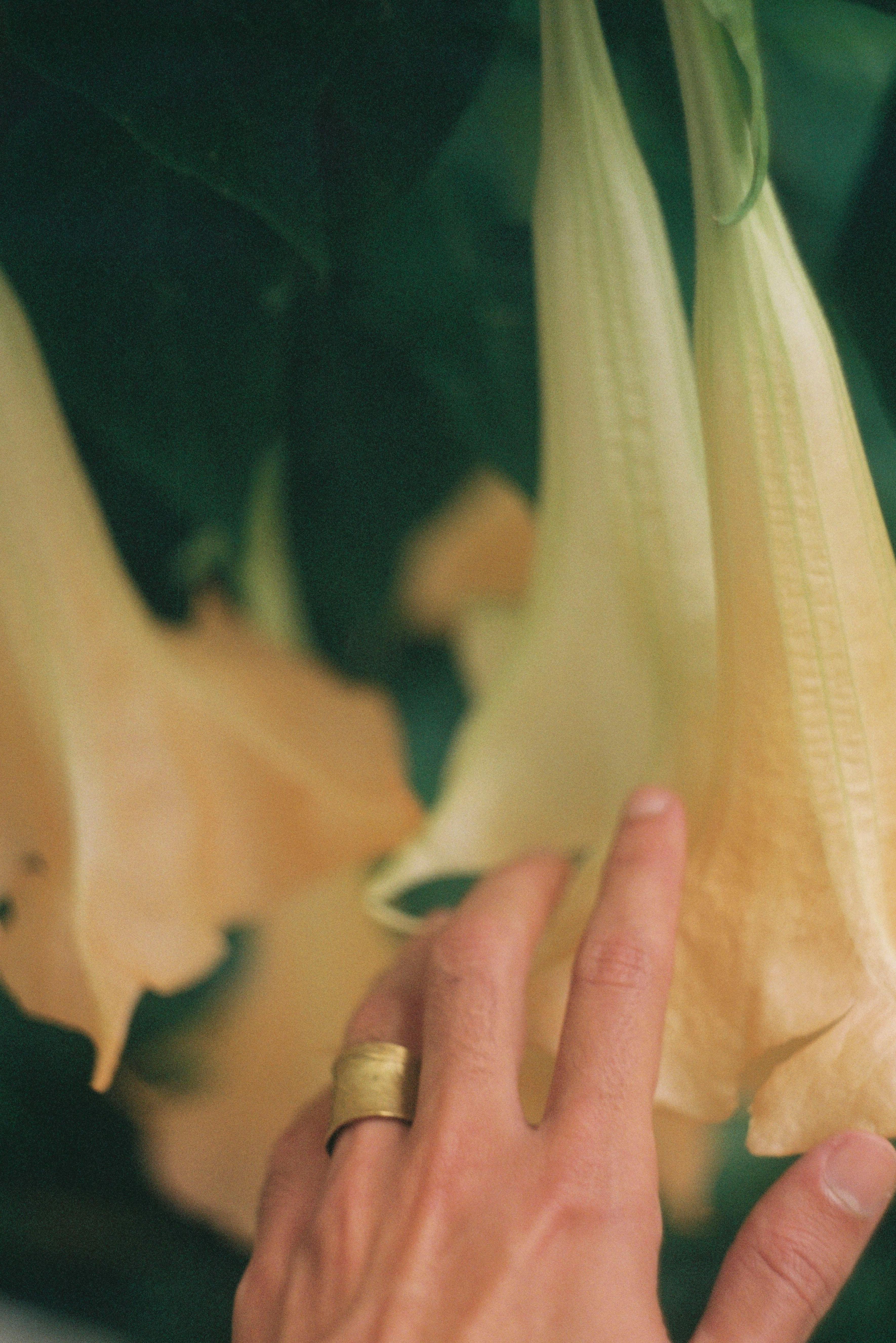 A person gently touches angel trumpet flowers in Lisbon, capturing nature's beauty.