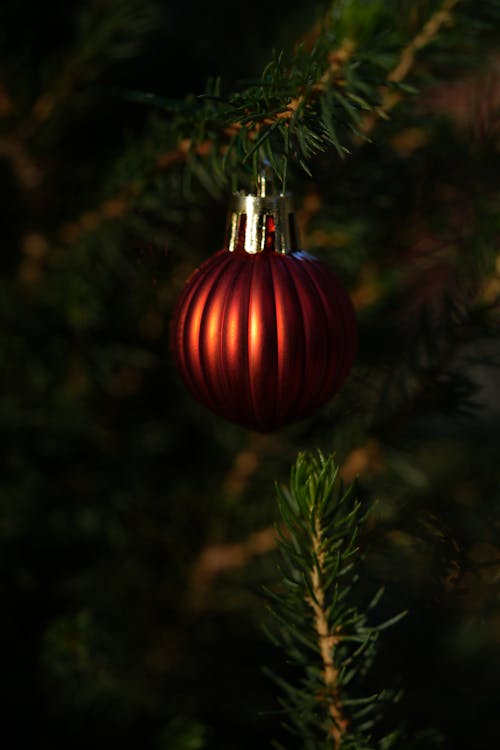Red Christmas Bauble on Pine Leaves
