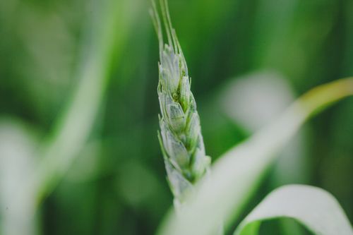 Free Detailed macro shot of a green wheat ear with blurred background, showcasing natural beauty. Stock Photo