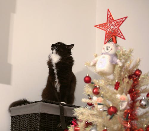 Fotobanka s bezplatnými fotkami na tému anjel, celebrita, čierny a biely