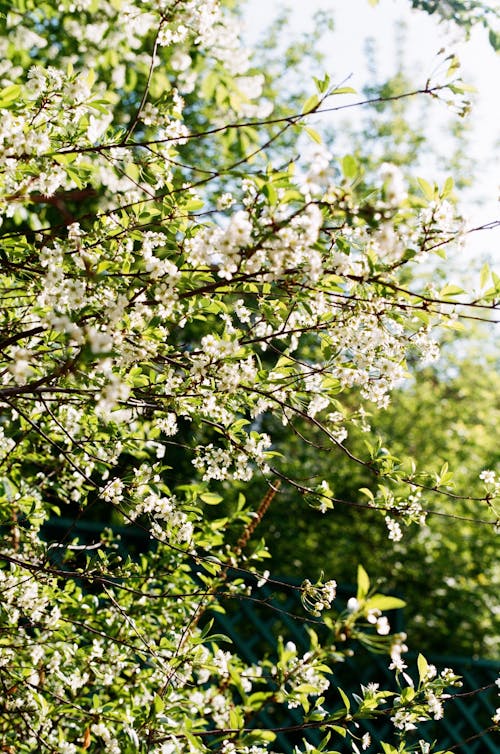 Fotos de stock gratuitas de floraciones, floreciente, Flores blancas