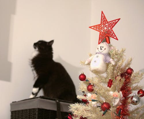 Fotobanka s bezplatnými fotkami na tému anjel, celebrita, čierny a biely