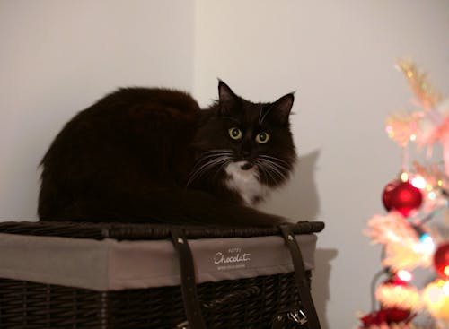 Fotobanka s bezplatnými fotkami na tému anjel, celebrita, čierny a biely