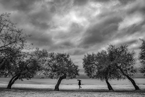 Grayscale Photo of Person With Umbrella Walking Near Trees 