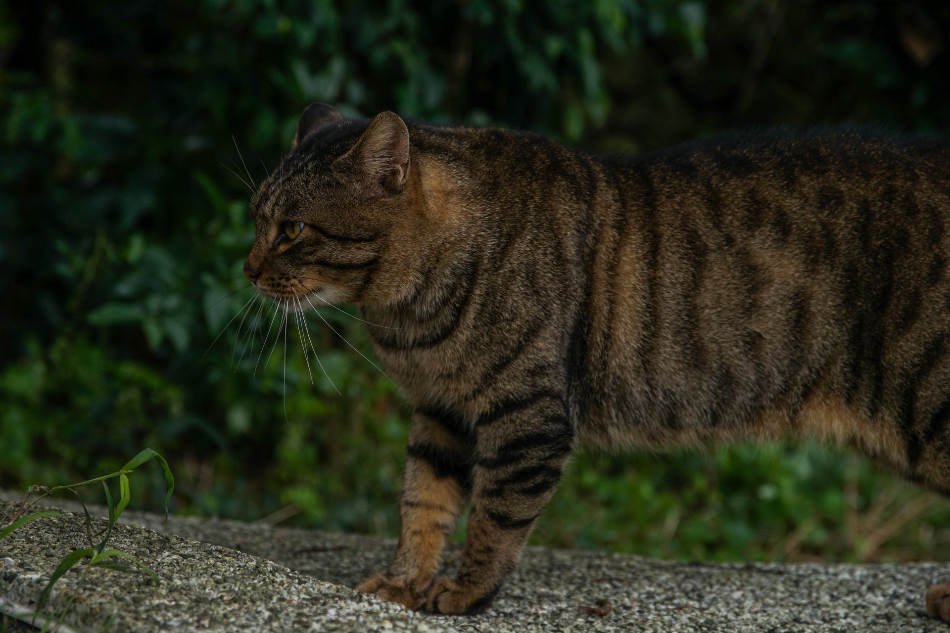 Close up of Cat