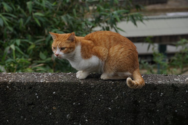 Sitting Red White Cat