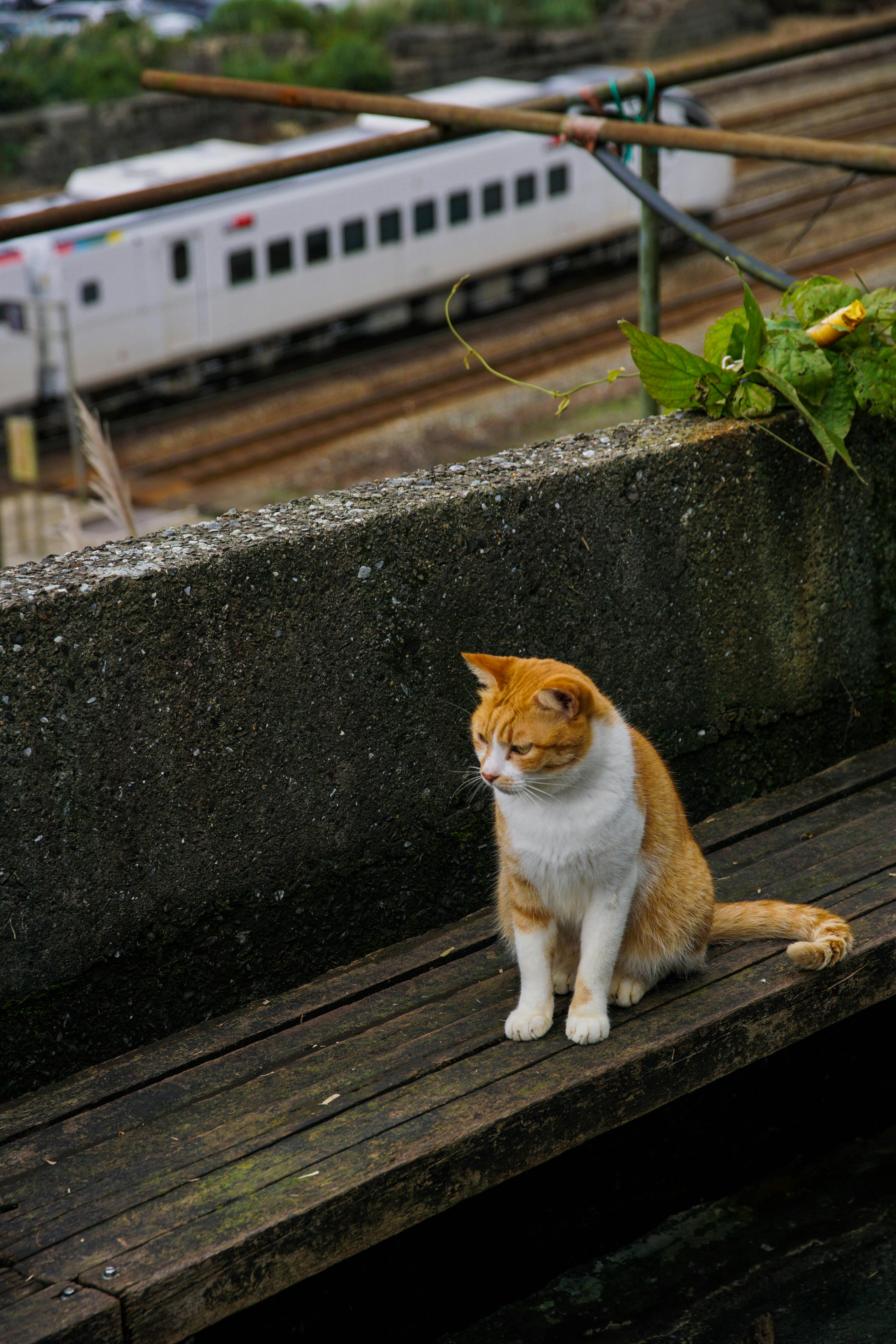 A ginger cat on a wooden bench near train tracks in an urban setting.