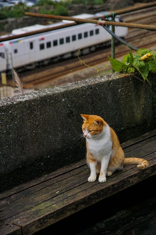 A Cat on a Wooden Bench 