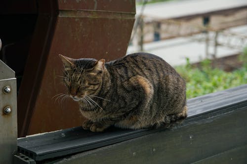 Fotos de stock gratuitas de animal, de cerca, fondo de pantalla