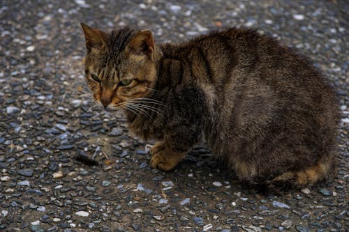 Photos gratuites de à fourrure, animal, chat