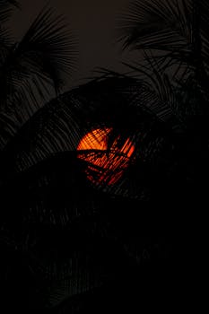 A breathtaking sunset creating a dramatic silhouette of palm leaves against the colorful sky.