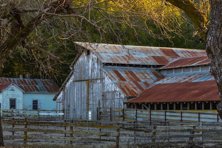 Trees Around Barn On Abandoned Farm