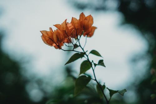 Free A focused shot of orange bougainvillea flowers captured in natural light with blurred background. Stock Photo