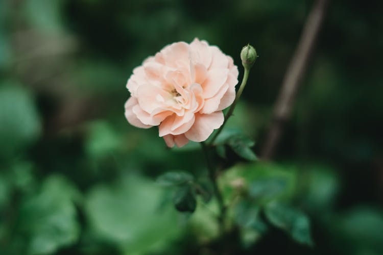 Blooming Peach Rose In The Garden