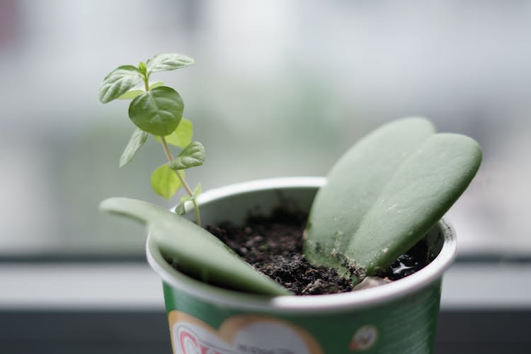 Plant In Cup Near Window