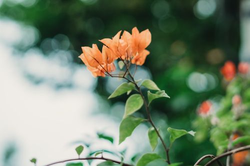 Free Close-up of delicate orange bougainvillea flowers with lush green leaves in soft focus, showcasing nature's beauty. Stock Photo